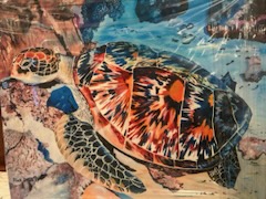 Turtle Reflection